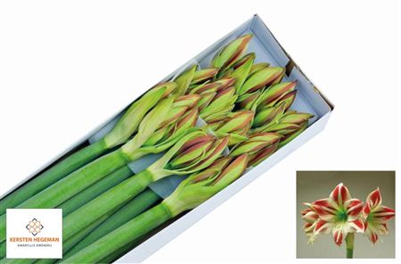 Amaryllis Ambiance