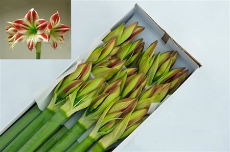Amaryllis Ambiance