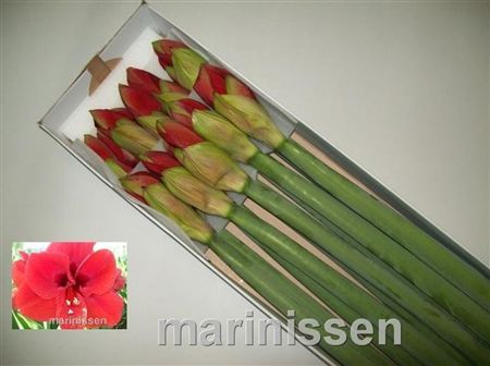Amaryllis Ferrari