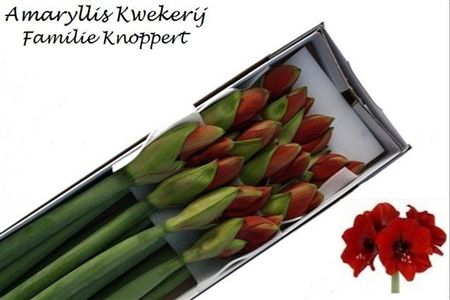 Amaryllis Ferrari