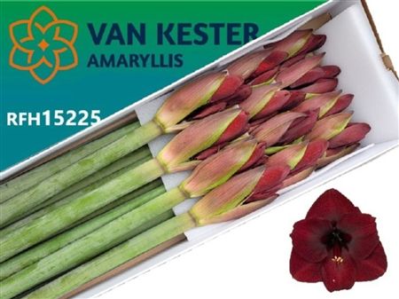 Amaryllis Night Fever