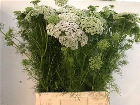 Ammi Visnaga Green Mist
