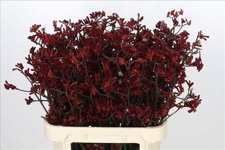 Anigozanthos Bush Ruby