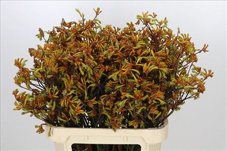 Anigozanthos Bush Sunset