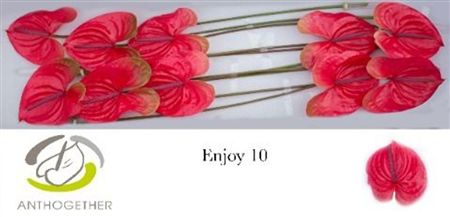 Anthurium Enjoy