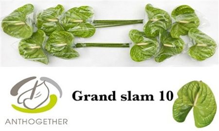 Anthurium Grand Slam Anthogether