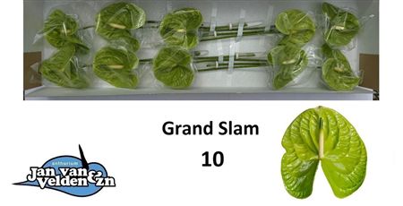 Anthurium Grand Slam Jan Van