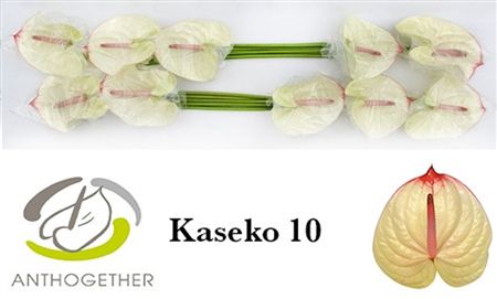 Anthurium Kaseko