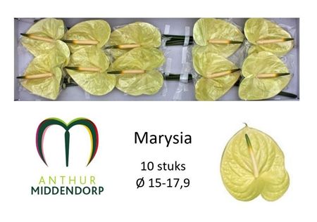 Anthurium Marysia