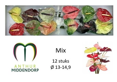 Anthurium Mix In Box