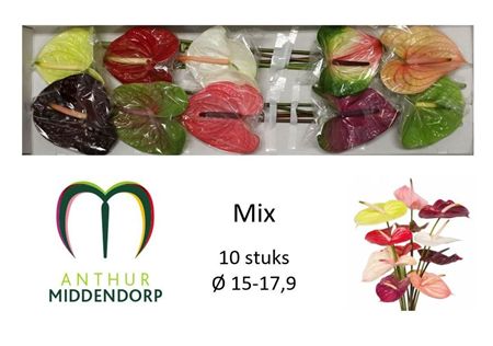 Anthurium Mix In Box