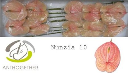 Anthurium Nunzia