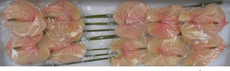 Anthurium Nunzia