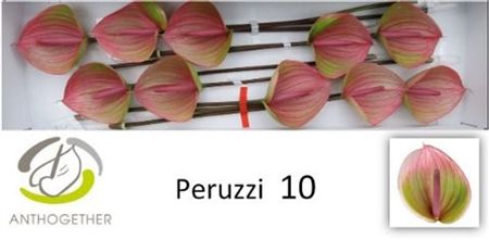 Anthurium Peruzzi