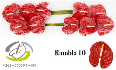 Anthurium Rambla