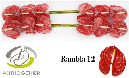 Anthurium Rambla
