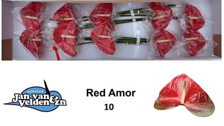Anthurium Red Amor