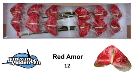 Anthurium Red Amor