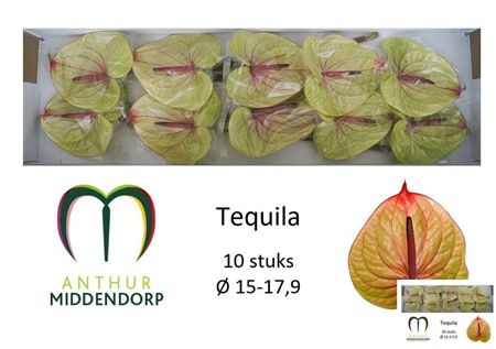 Anthurium Tequila