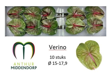 Anthurium Verino Anthur Middendorp