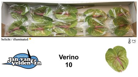 Anthurium Verino Jan Van