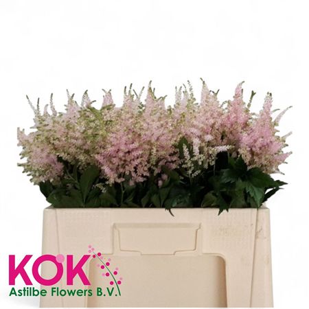 Astilbe Europa