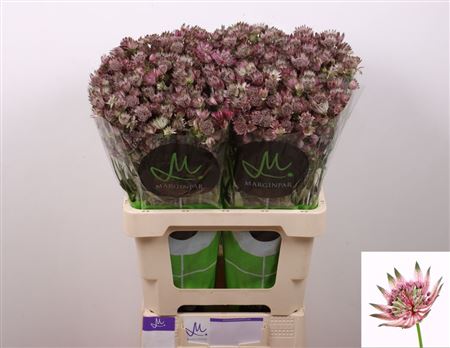 Astrantia Star Of Africa