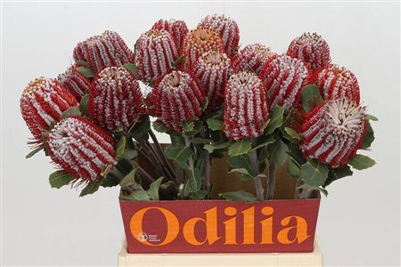 Banksia Coccinea