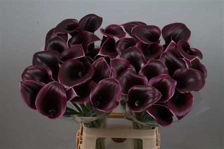 Calla Cantor