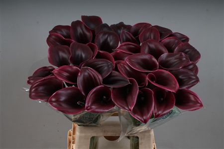 Calla Cantor