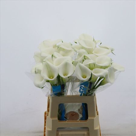 Calla Captain Cortina