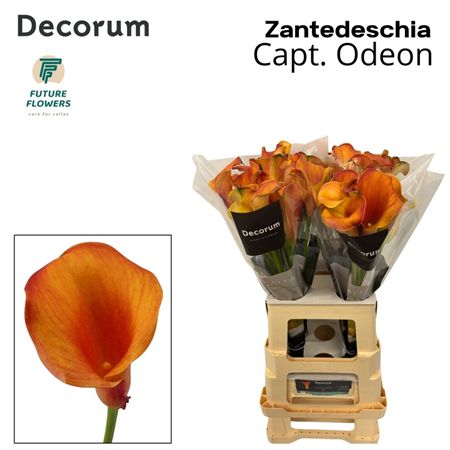 Calla Captain Odeon