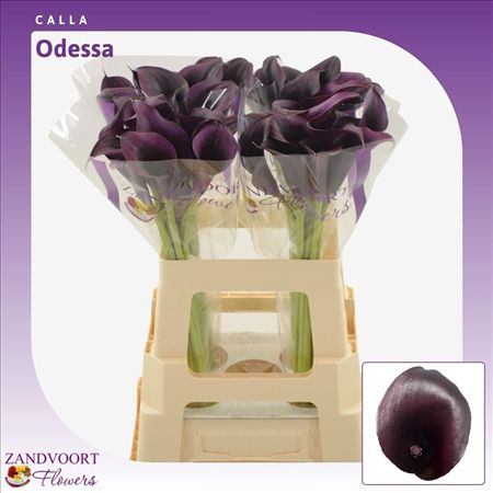 Calla Odessa
