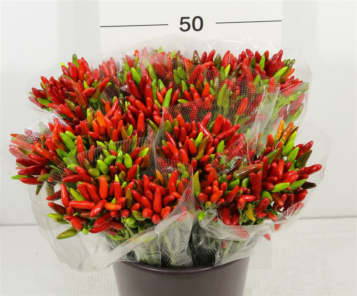 Capsicum Peperette Red