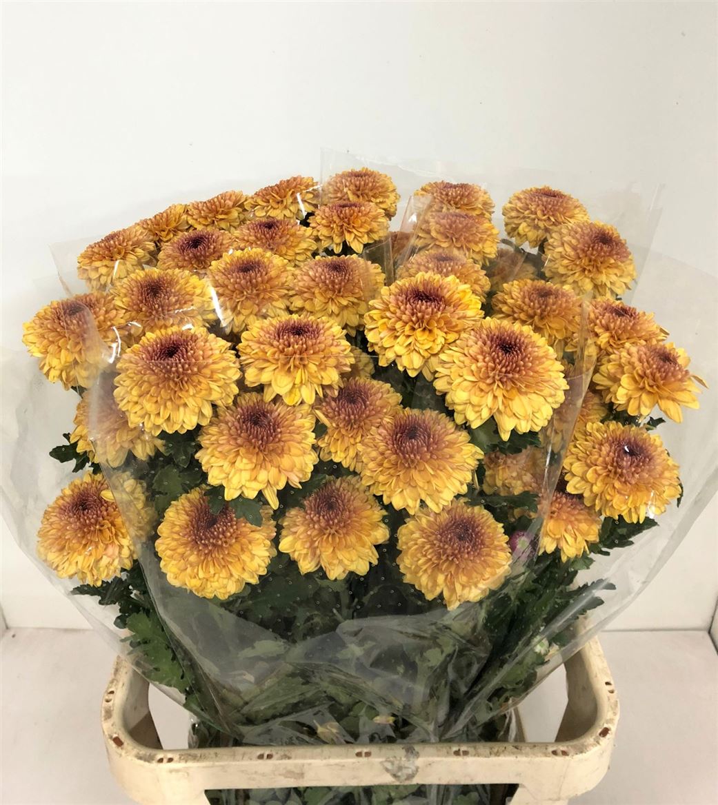 Chrys G. Lollipop Yellow