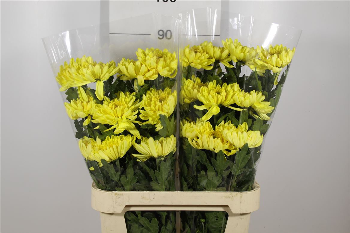 Chrys G. Rossano Yellow