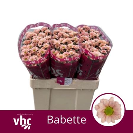 Chrys Sa Babette