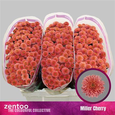 Chrys Sa Miller Cherry Red
