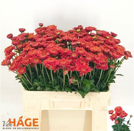 Chrys Spb Blenda Red
