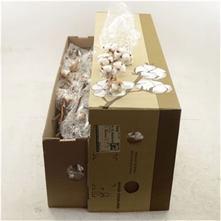 Cotone -gossypium 7t