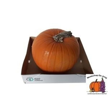 Cucurbita Pepo Maxima Halloween