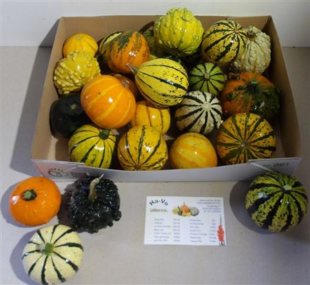 Cucurbita Pepo Mix In Box