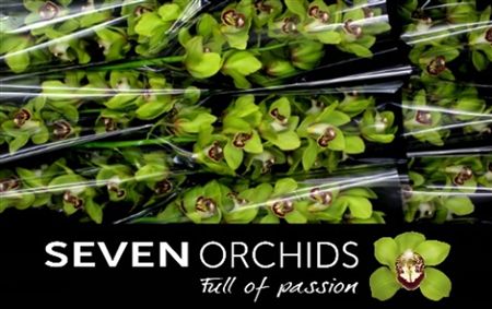 Cymbidium Green Kermit