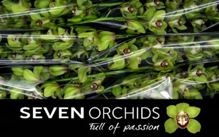 Cymbidium Green Kermit Seven Orchids