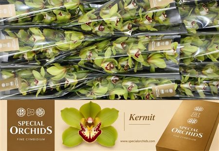 Cymbidium Green Kermit Special Orchids