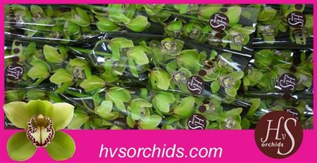 Cymbidium Green Mrs Robin Hood Hvs
