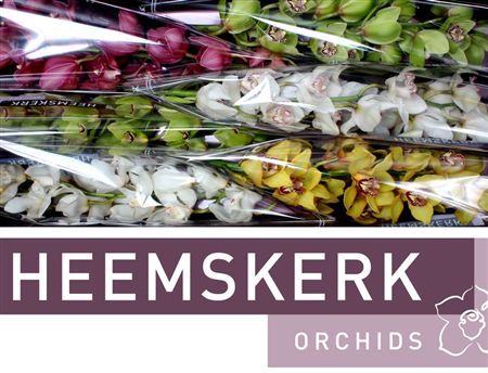 Cymbidium Mix Heemskerk