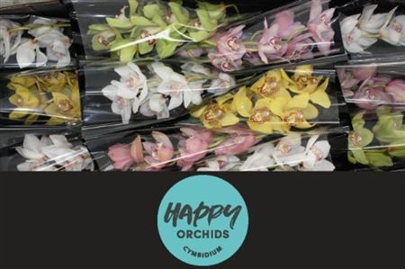 Cymbidium Mix Happy Orchids