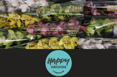 Cymbidium Mix Happy Orchids