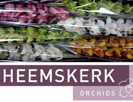 Cymbidium Mix Heemskerk